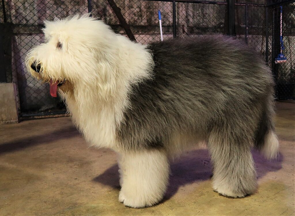 old-english-sheepdog-um-amigo-de-quatro-patas-amoroso-e-adoravel