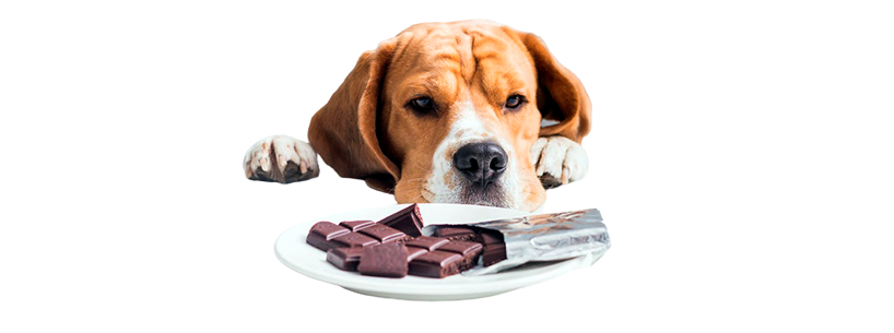 cachorros-podem-comer-chocolate-desvendando-o-mito