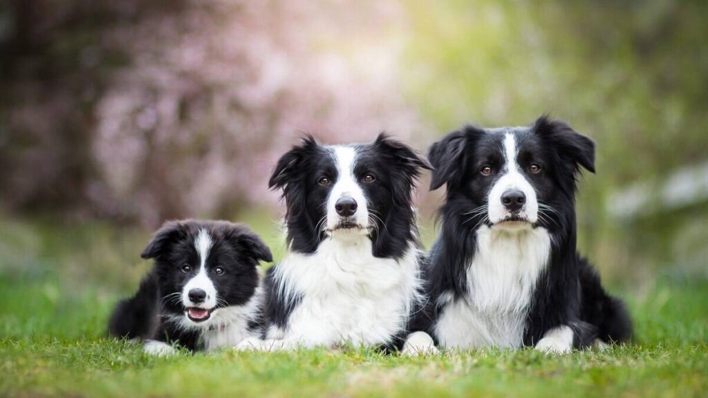 border-collie-conheca-a-raca-mais-inteligente-e-versatil