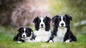 Border Collie: Conheça a Raça Mais Inteligente e Versátil