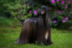 Afghan Hound: Beleza e Elegância em Forma Canina