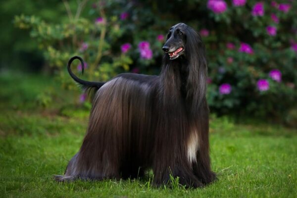 afghan-hound-beleza-e-elegancia-em-forma-canina