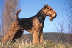 Airedale Terrier: O Rei dos Terriers