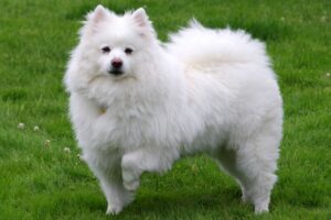 American Eskimo Dog: O charmoso e inteligente