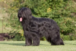 O Briard: Conheça essa Encantadora Raça de Cachorro