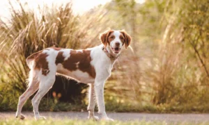 Brittany Dog: O Versátil Cão de Caça