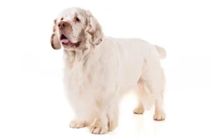 Clumber Spaniel: O Charme e a Elegância da Raça Britânica