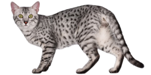 Egyptian Mau: A Raça de Gato mais Antiga do Mundo