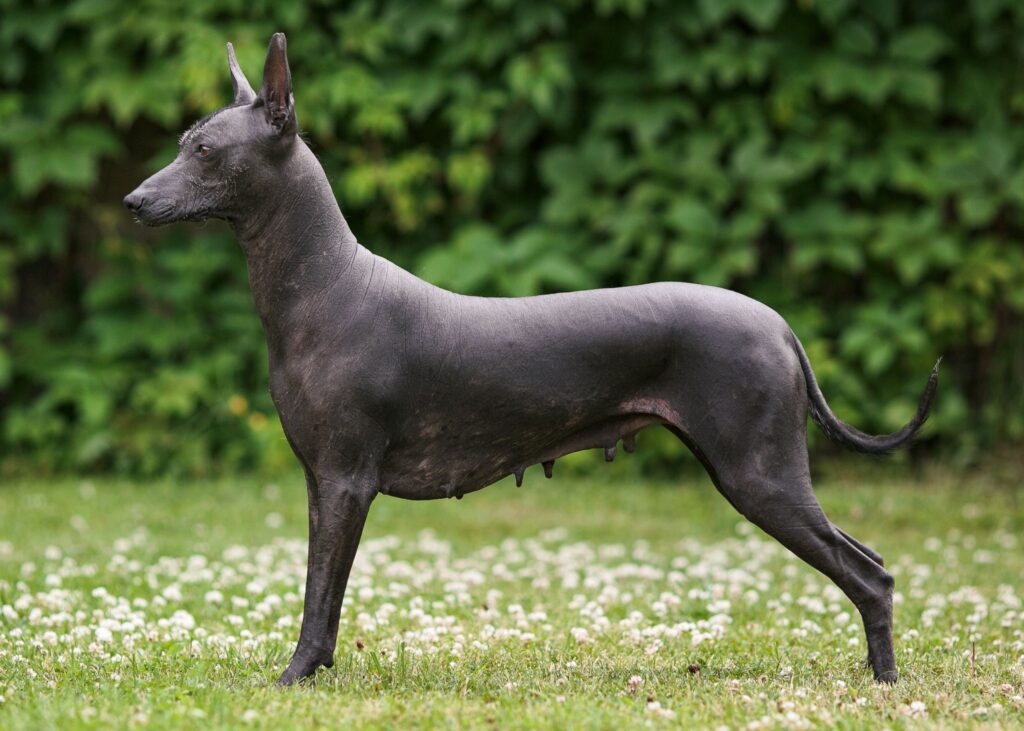 xoloitzcuintli-a-raca-de-cao-mexicana-sem-pelo