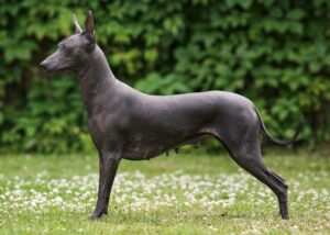 Xoloitzcuintli: A Raça de Cão Mexicana sem Pelo