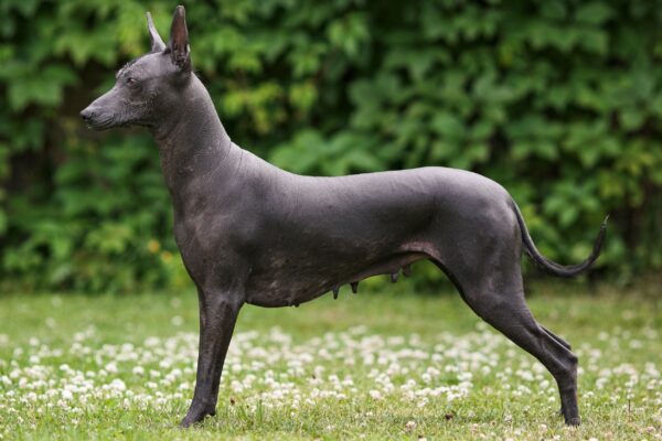 xoloitzcuintli-a-raca-de-cao-mexicana-sem-pelo