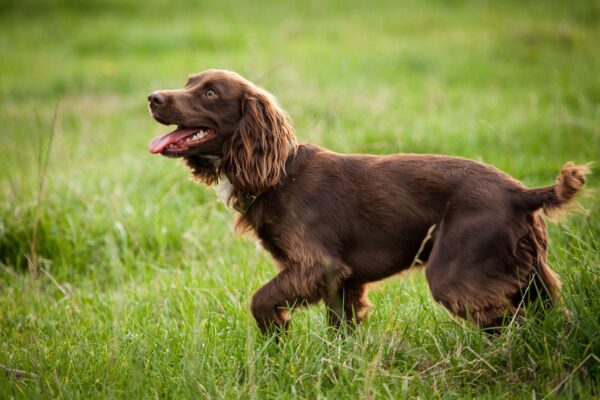 Boykin Spaniel: O Cão de Caça Versátil do Sul boykin-spaniel-o-cao-de-caca-versatil-do-sul