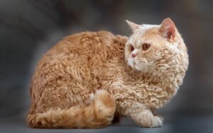 Selkirk Rex: A Excentricidade Encantadora