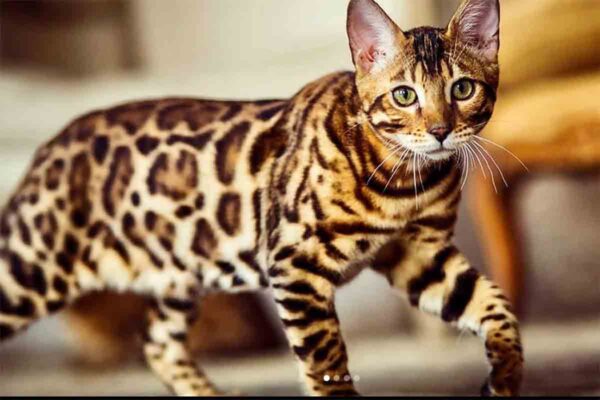 o-fascinante-mundo-dos-gatos-o-gato-mais-caro-do-mundo