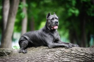 Cane Corso: Um Majestoso e Leal Companheiro de Quatro Patas