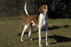 O American Foxhound