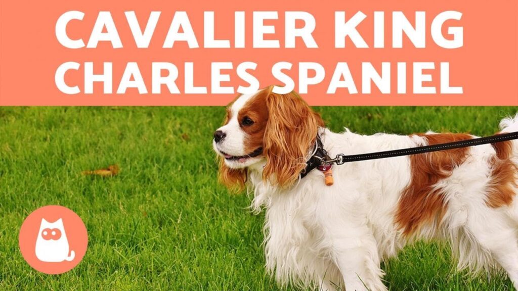 cavalier-king-charles-spaniel