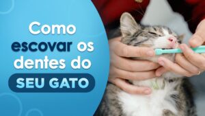 Como escovar os dentes do seu gato