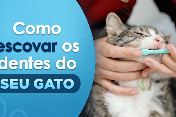 Como escovar os dentes do seu gato como-escovar-os-dentes-do-seu-gato