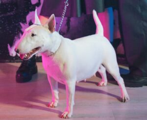 O Magnífico Bull Terrier: Um Companheiro Leal e Corajoso