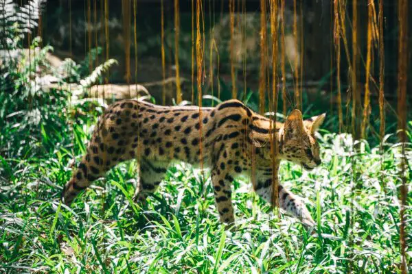 ashera-descubra-o-gato-mais-caro-e-exotico-do-mundo