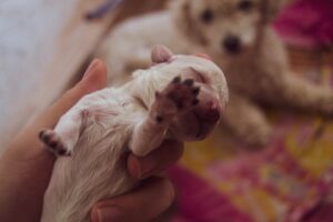 Filhotes de Cachorro: Todos os Cuidados Necessários