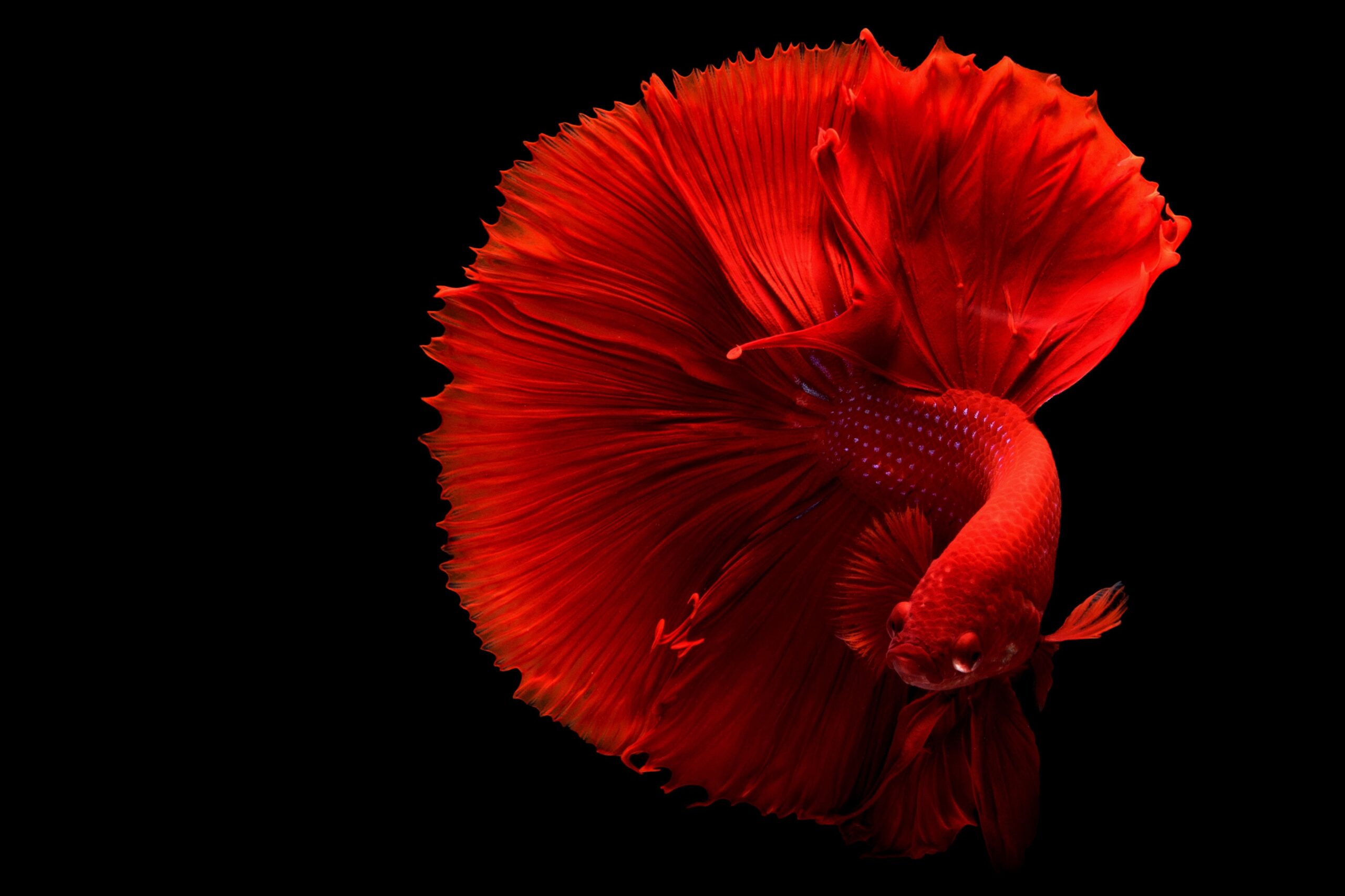 peixe-betta-beleza-e-personalidade-em-um-pequeno-aquario