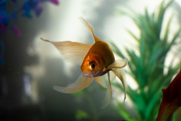 peixe-dourado-um-companheiro-aquatico-encantador