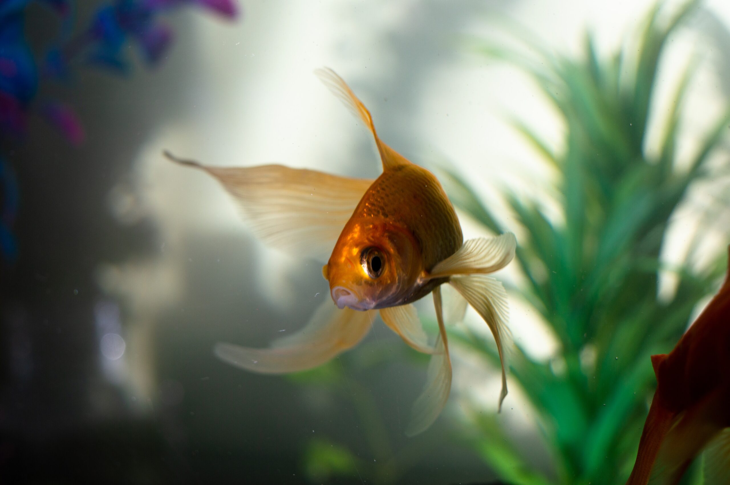 peixe-dourado-um-companheiro-aquatico-encantador