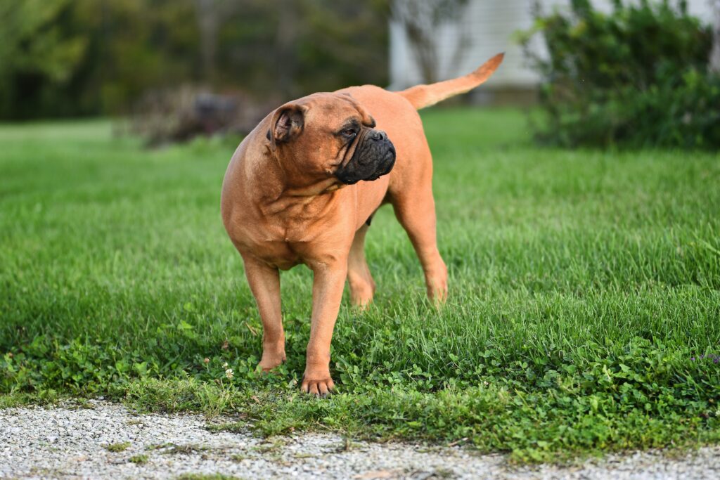 bullmastiff-o-guardiao-leal-e-protetor