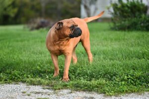 Bullmastiff: O Guardião Leal e Protetor