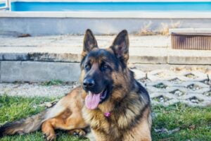 Cães de Guarda: Proteção e Companheirismo