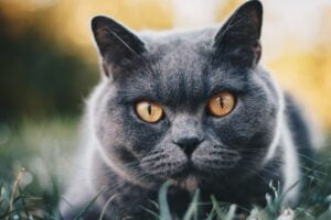 British Shorthair: A Elegância e o Encanto dos Gatos Britânicos