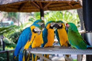 Papagaios: Aves Coloridas e Encantadoras como Companheiros