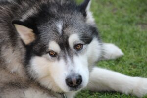 Alaskan Malamute