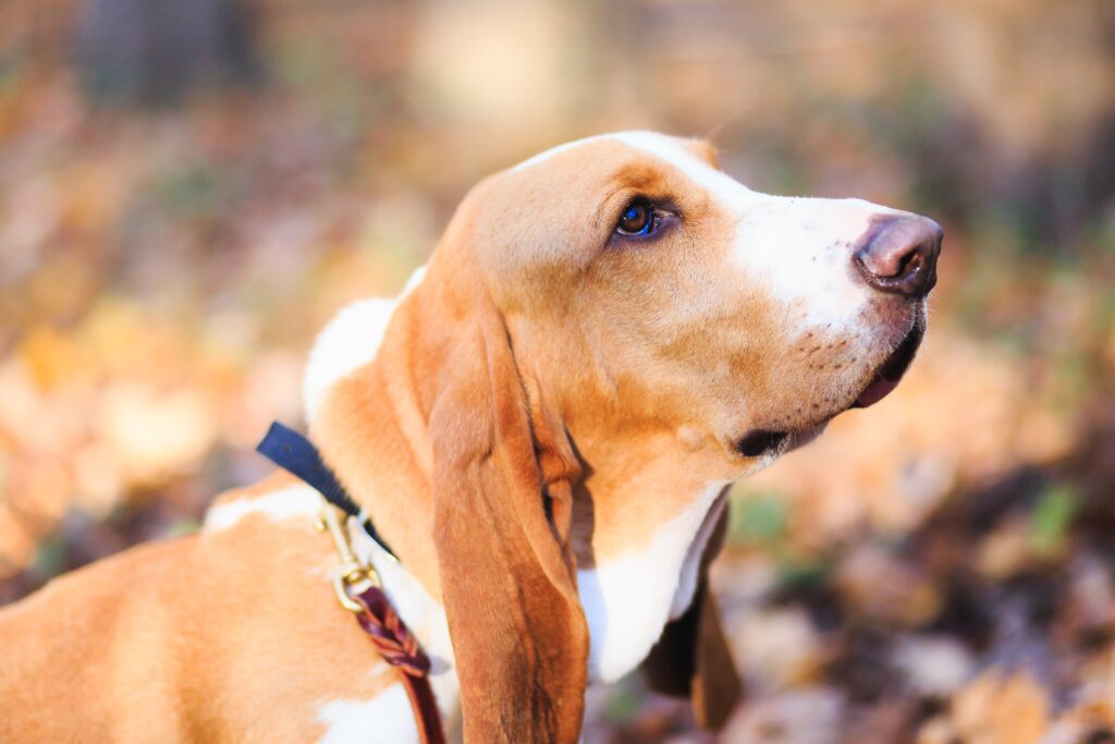 basset-hound-o-charme-e-a-docura-em-forma-de-cao