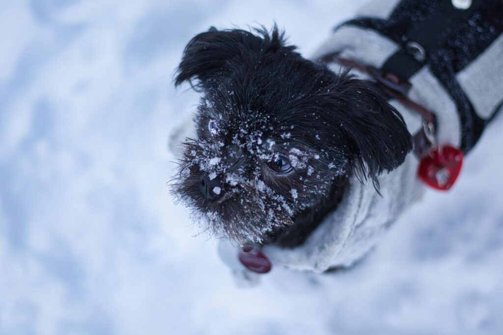 affenpinscher-o-charmoso-e-espirituoso-terrier-dos-macacos