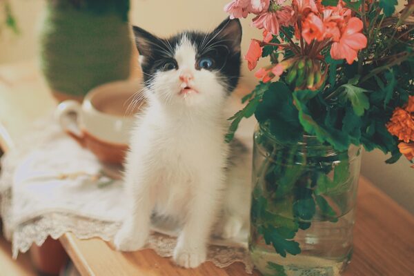 100 Nomes de Gatos Fêmeas para Você se Inspirar 100-nomes-de-gatos-femeas-para-voce-se-inspirar