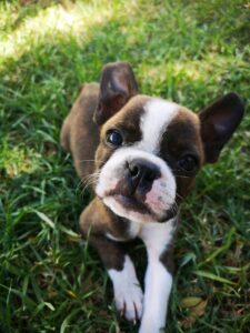 Boston Terrier: O Encanto do Gentleman Americano