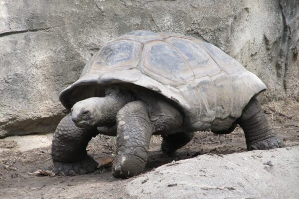 tartaruga-uma-jornada-pela-vida-lenta-e-fascinante