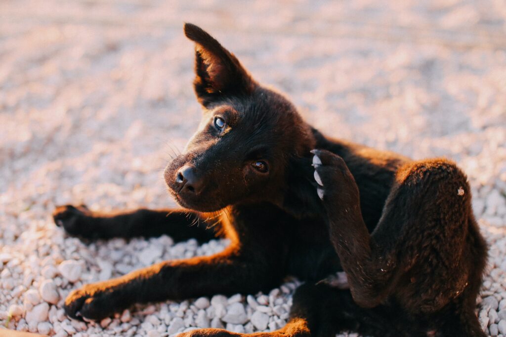 antipulgas-protegendo-seu-animal-de-estimacao