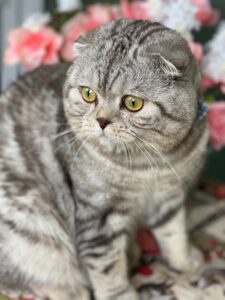 Foldex: A Mistura de Persas e Scottish Folds