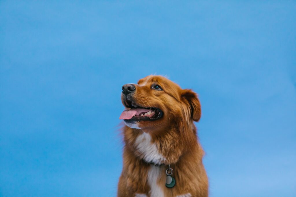 o-nova-scotia-duck-tolling-retriever