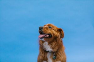 O Nova Scotia Duck Tolling Retriever