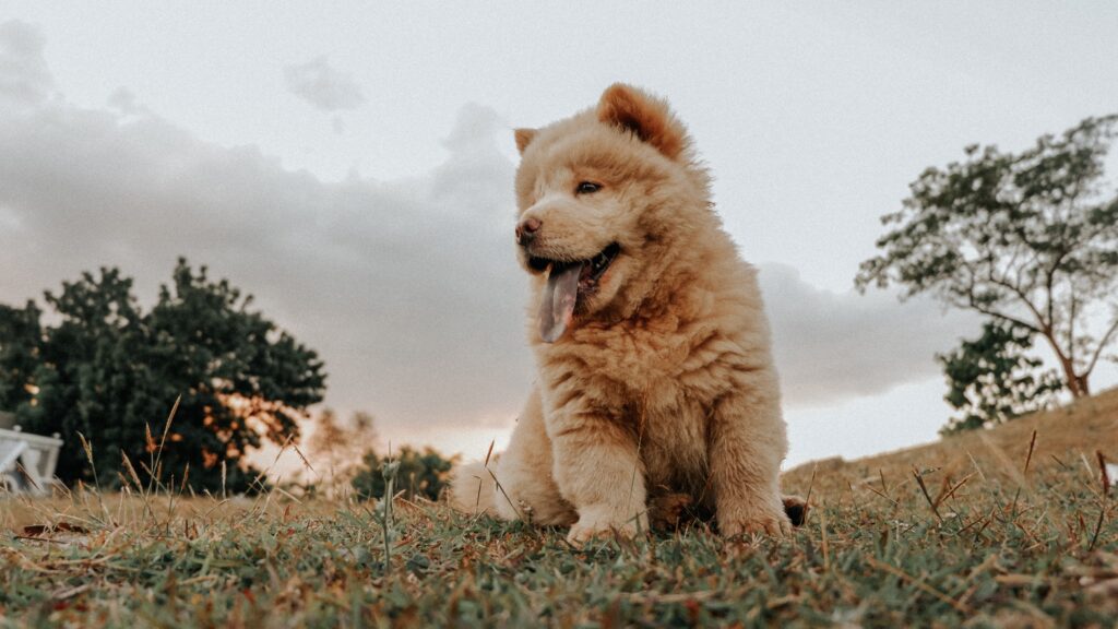 chow-chow-o-leao-asiatico-entre-os-caes