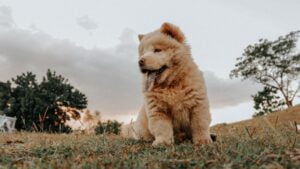 Chow Chow: O Leão Asiático entre os Cães