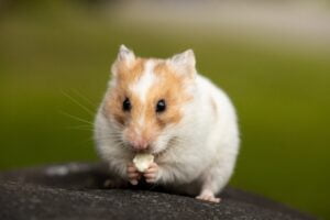 Hamsters: Seus Adoráveis e Pequenos Amigos de Estimação