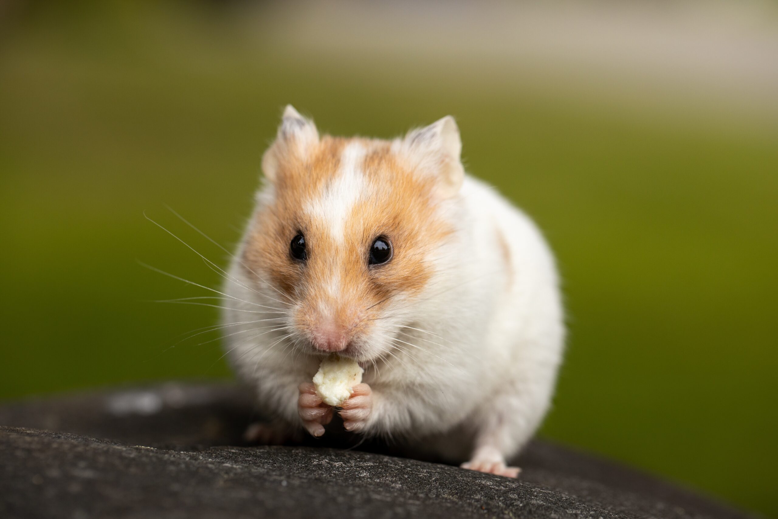 hamsters-seus-adoraveis-e-pequenos-amigos-de-estimacao