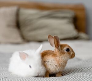 Coelhos: Aprenda a Cuidar Desses Adoráveis Pets