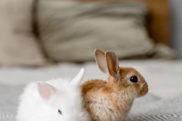 coelhos-aprenda-a-cuidar-desses-adoraveis-pets